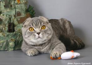 Шотландские вислоухие котята
