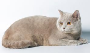 Скоттиш страйт(шотландский короткошёрстный) котик - вязка кошек