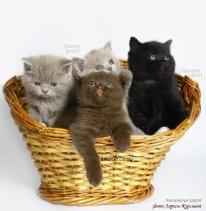 Скоттиш страйт(шотландский короткошёрстный) котик - вязка кошек