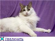 Далила-пушистый подарок!