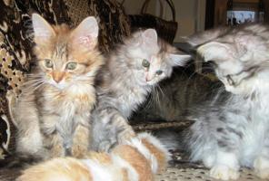      BEST LITTER