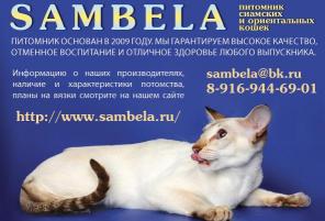 питомник ориентальных и сиамских кошек