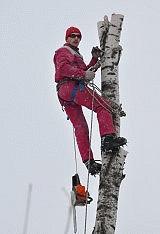 Спил деревьев.