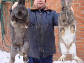 Продаю кроликов мясныой породы
