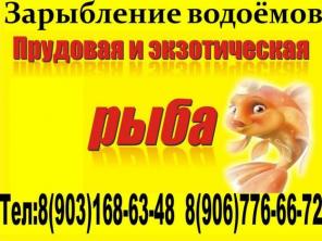 прудовая рыба