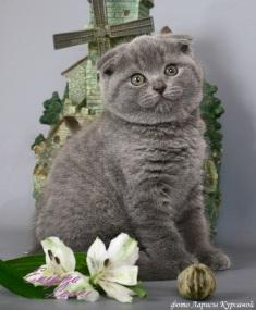 Котята шотландские вислоухие.