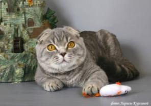 Котята шотландские вислоухие.