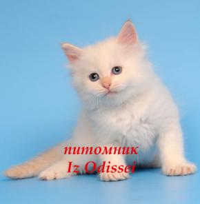 НЕВСКИЕ МАСКАРАДНЫЕ котята блю-пойнт и ред-пойнт