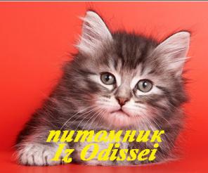 СИБИРСКИЕ котята РАЗЛИЧНЫХ окрасов!