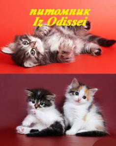 СИБИРСКИЕ котята РАЗЛИЧНЫХ окрасов!