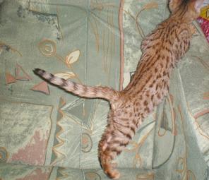 Бенгальский котёнок