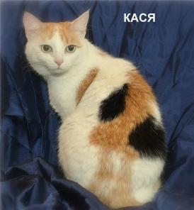 В дар спокойная ,ласковая ,трехцветная кошка Кася