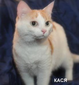 В дар спокойная ,ласковая ,трехцветная кошка Кася