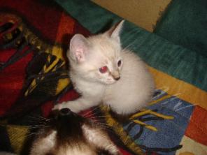 Продаются клубные тайские котята