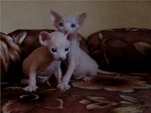 Котята канадского сфинкса из питомника ROYAL CAT белые голубоглазые