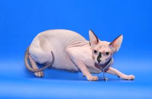 Котята канадского сфинкса из питомника ROYAL CAT белые голубоглазые