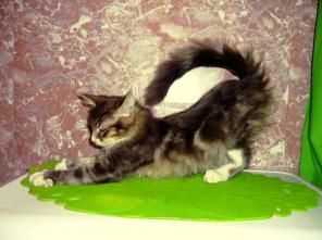 Котёнок Кукуня в добрые ответственные руки