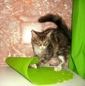 Котёнок Кукуня в добрые ответственные руки