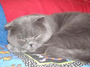 Коты для вязки