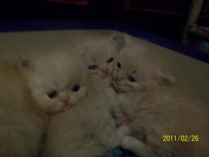 Персидские котики
