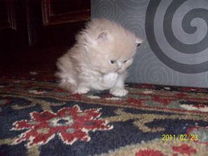 Персидские котики