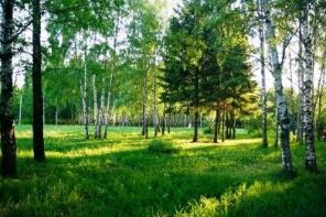 Посадил дерево?! Построй дом! Участок 15 соток.