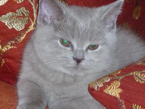 Лиловые Британские Котята