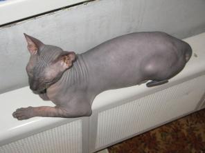 Котик для вязки