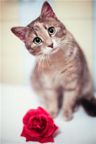 Кошечка Адель. Вы не устоите перед ее взглядом. 7 мес