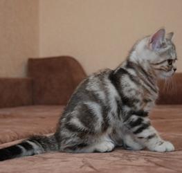 Шотландские и британские котята