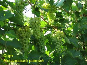 Саженцы подмосковного винограда разных сортов