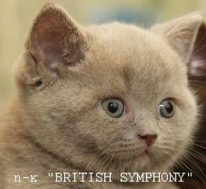 Голубые британские котята. Питомник British Symphony