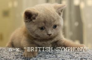Голубые британские котята. Питомник British Symphony