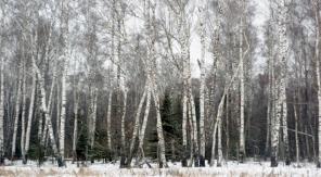 Земельный участок 70км Симф.ш. Чеховск.р-н,берез.роща,2 пруда,коммуникации