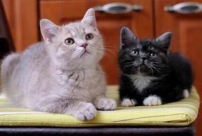 Британские котята (мальчики)