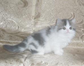 Персидский котенок кошечка