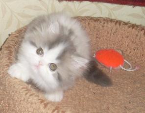 Персидский котенок кошечка