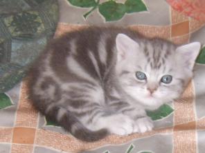 Кошечка и котик скоттиш страйт серебристо-голубого мраморного окраса