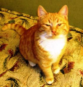 Котик рыжий Макс, в дар.