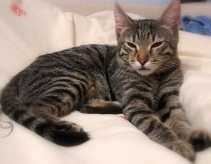 Котенок Рысенок- малыш изумительной окраски, 3,5 мес.