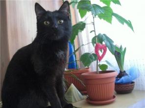 Котейка Пашка в дар