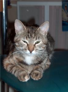 Кошка по имени Кошка в добрые руки