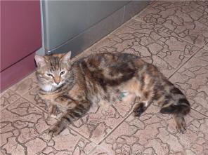 Кошка по имени Кошка в добрые руки