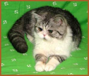 Экзотик классик