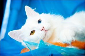 Белоснежный Алекс – нереальный красавец! Кот в дар!