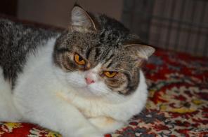Нежная Эвита