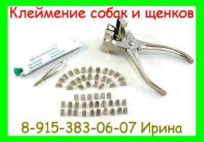 Клеймение собак и щенков