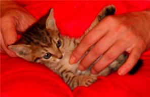 Котенок, мальчик 2 мес. в дар