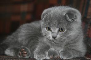 Продаются шотландские котята