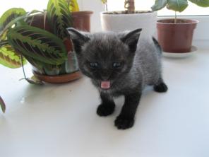 Отдам даром Дымку котенка 1 мес